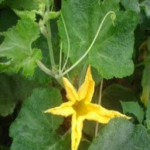 বেলাল হোসেন