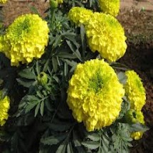 মোঃ আবুল হোসেন মন্ডল